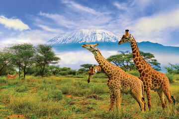 Kenia - Safari Touren & Badespaß