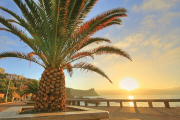 Blumeninsel Madeira