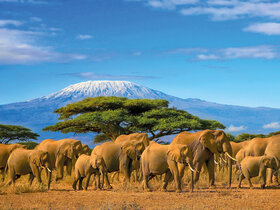 Kenia - Safari Touren & Badespaß