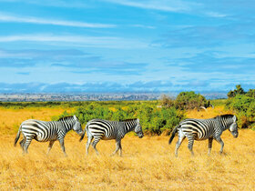 Kenia - Safari Touren & Badespaß