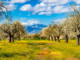 Mallorca zur schönsten Blütezeit