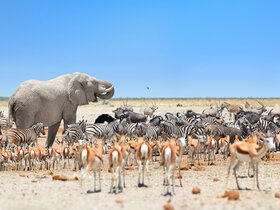 Die Höhepunkte Namibias entdecken!