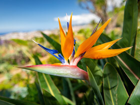 Blumeninsel Madeira