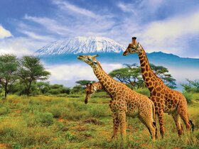 Kenia - Safari Touren & Badespaß