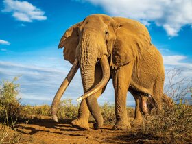 Kenia - Safari Touren & Badespaß