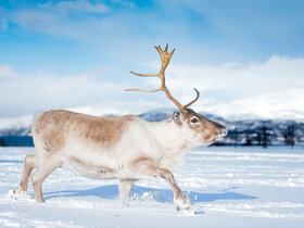 Magische Winterreise nach Schwedisch Lappland