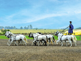 Auf der Donau zu Hause (MS Arena)