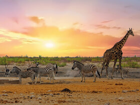 Die Höhepunkte Namibias entdecken!