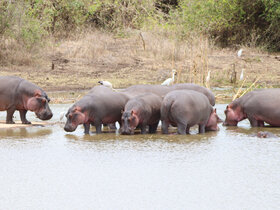 Kenia - Safari Touren & Badespaß