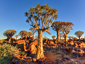 Die Höhepunkte Namibias entdecken!