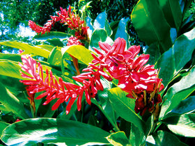 Costa Rica - Naturparadies zwischen Karibik & Pazifik