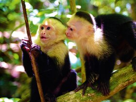 Costa Rica - Naturparadies zwischen Karibik & Pazifik