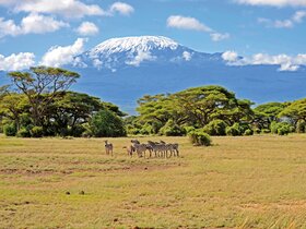 Kenia - Safari Touren & Badespaß