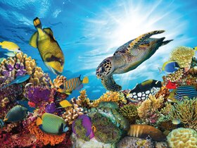 Den Süden Afrikas und Mauritius entdecken