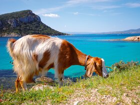 Sardinien - Smaragd im Mittelmeer