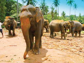 Sri Lanka - Perle des Indischen Ozeans