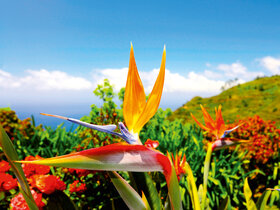 Blumeninsel Madeira