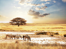 Den Süden Afrikas und Mauritius entdecken