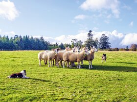 Irland zum Bestpreis