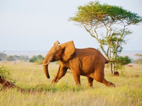 Kenia - Safari Touren & Badespaß