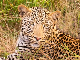 Den Süden Afrikas und Mauritius entdecken