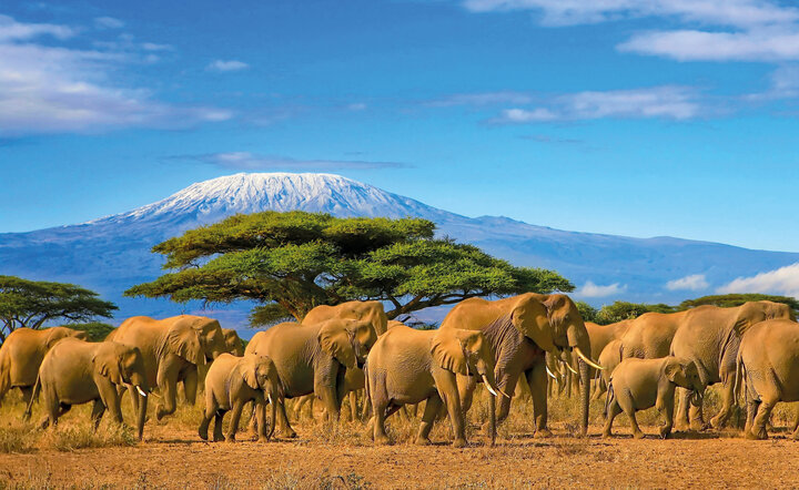Kenia - Safari Touren & Badespaß