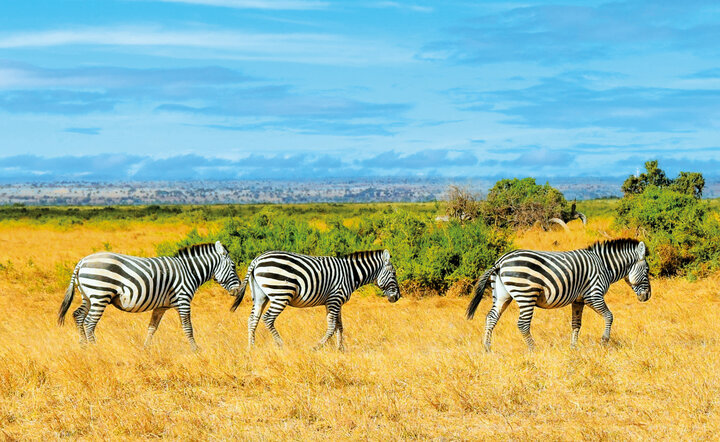 Kenia - Safari Touren & Badespaß