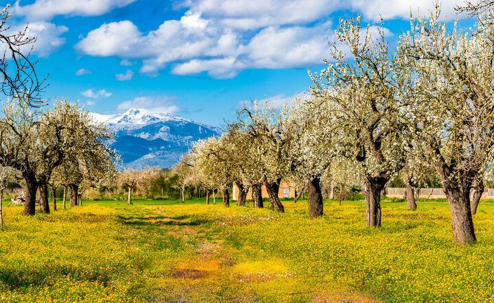 Mallorca zur schönsten Blütezeit