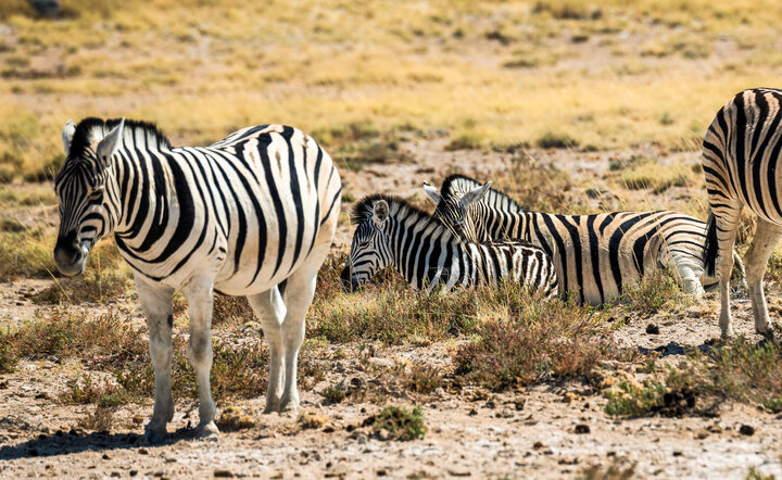 Die Höhepunkte Namibias entdecken!