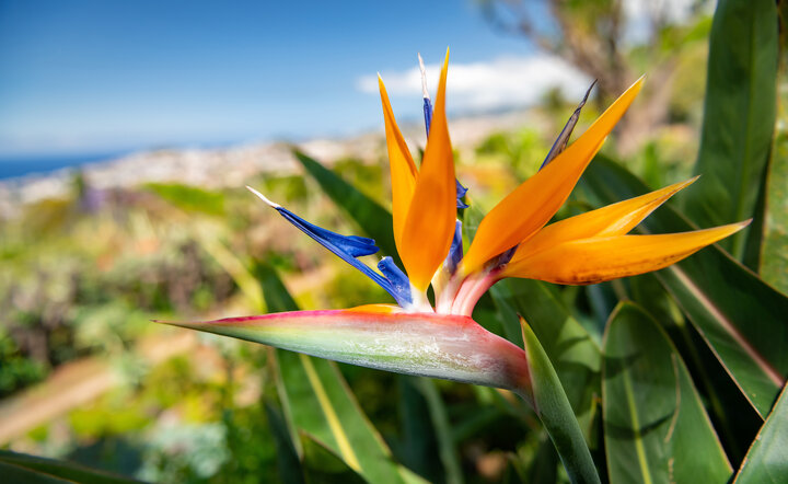 Blumeninsel Madeira