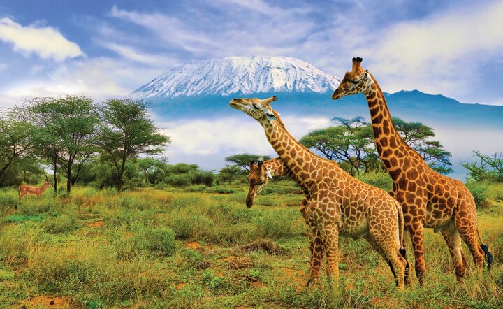 Kenia - Safari Touren & Badespaß