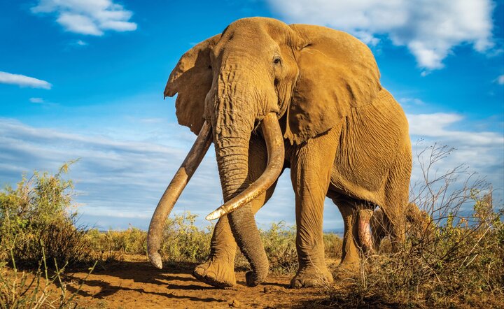 Kenia - Safari Touren & Badespaß