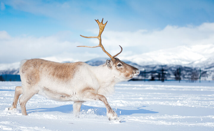 Magische Winterreise nach Schwedisch Lappland
