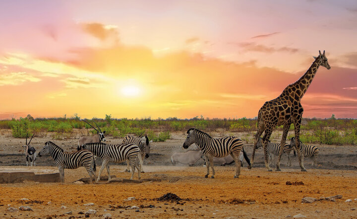 Die Höhepunkte Namibias entdecken!