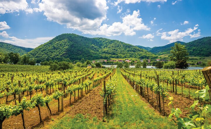 Schöne blaue Donau (MS A-Silver)
