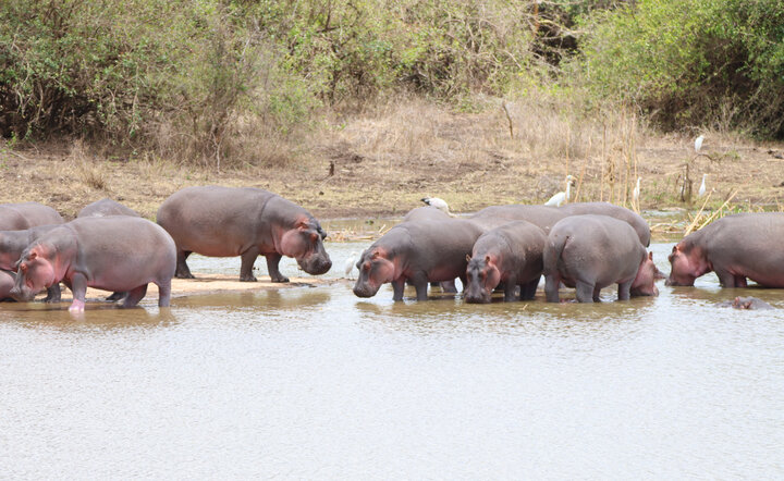 Kenia - Safari Touren & Badespaß