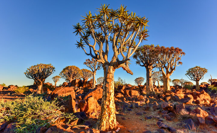 Die Höhepunkte Namibias entdecken!