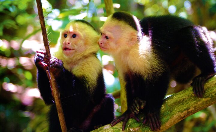 Costa Rica - Naturparadies zwischen Karibik & Pazifik