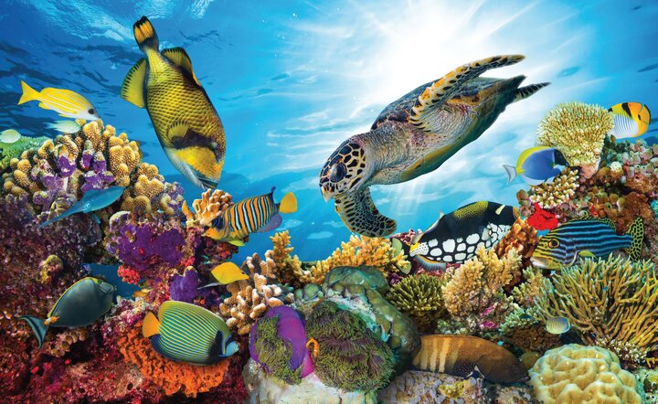 Den Süden Afrikas und Mauritius entdecken