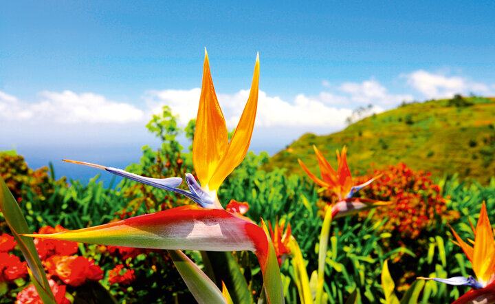 Blumeninsel Madeira