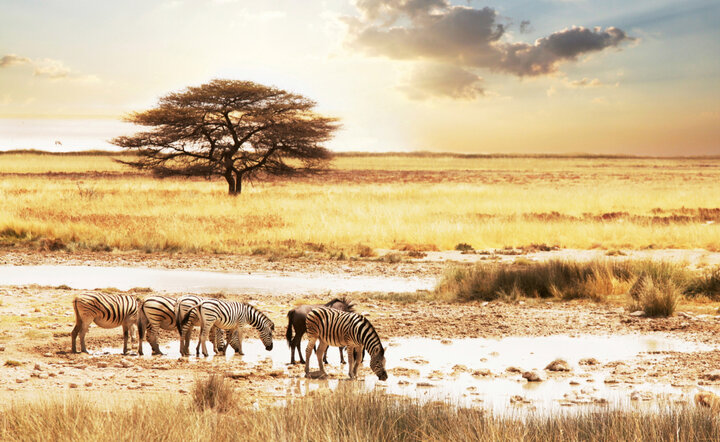 Den Süden Afrikas und Mauritius entdecken