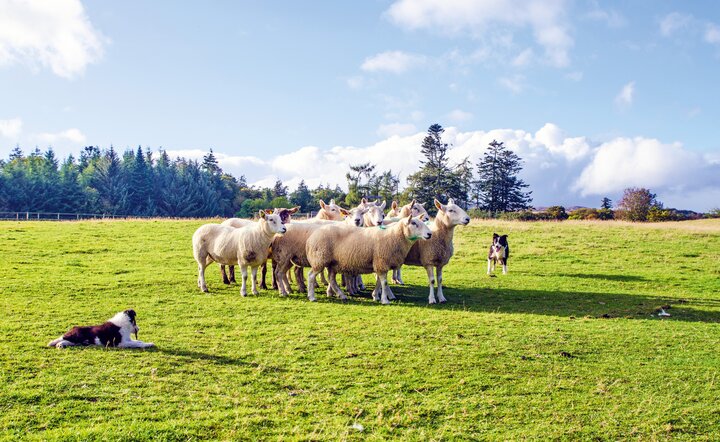 Irland zum Bestpreis