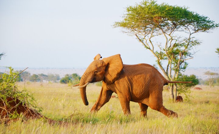 Kenia - Safari Touren & Badespaß