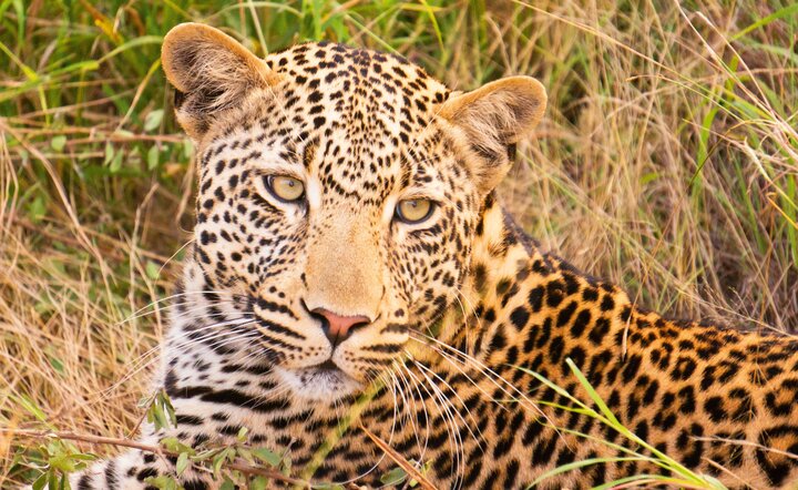 Den Süden Afrikas und Mauritius entdecken