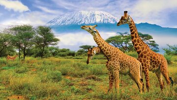 Kenia - Safari Touren & Badespaß