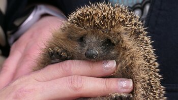 Hilfe für Igelretter des Stachelnasen Zwickauer Land e.V.