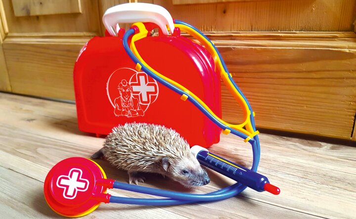 Polster & Pohl Reisen - Hilfe für Igelretter des Stachelnasen Zwickauer Land e.V.
